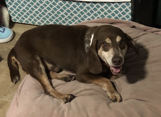 Roscoe VI