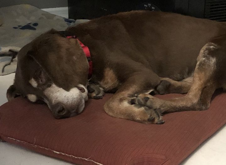Roscoe VI 2