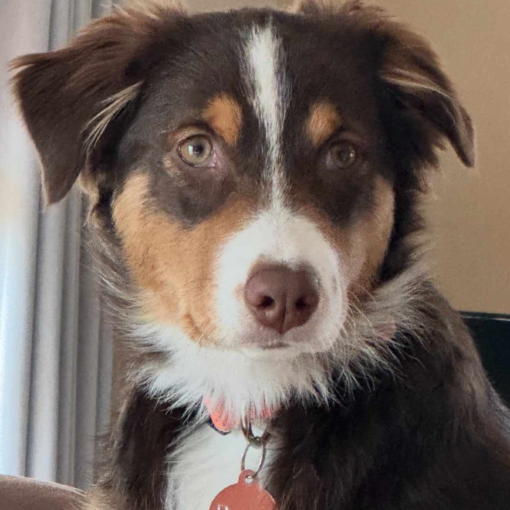 Remi