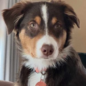 Remi