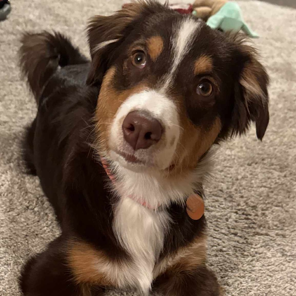 Remi