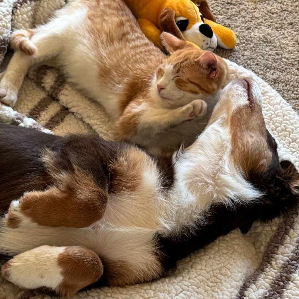 Remi, an adoptable Australian Shepherd in Ada, MN, 56510 | Photo Image 3
