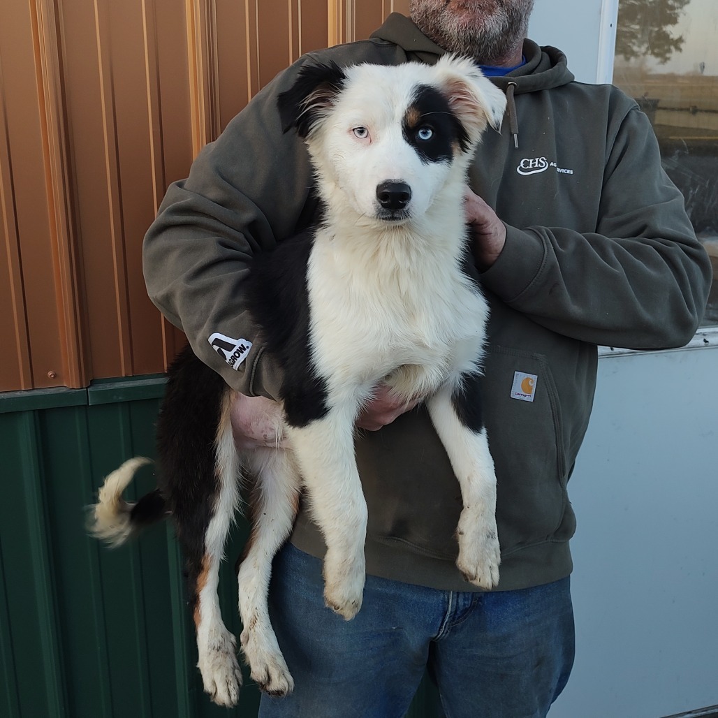 Moe, an adoptable Australian Shepherd, Australian Cattle Dog / Blue Heeler in Ada, MN, 56510 | Photo Image 1