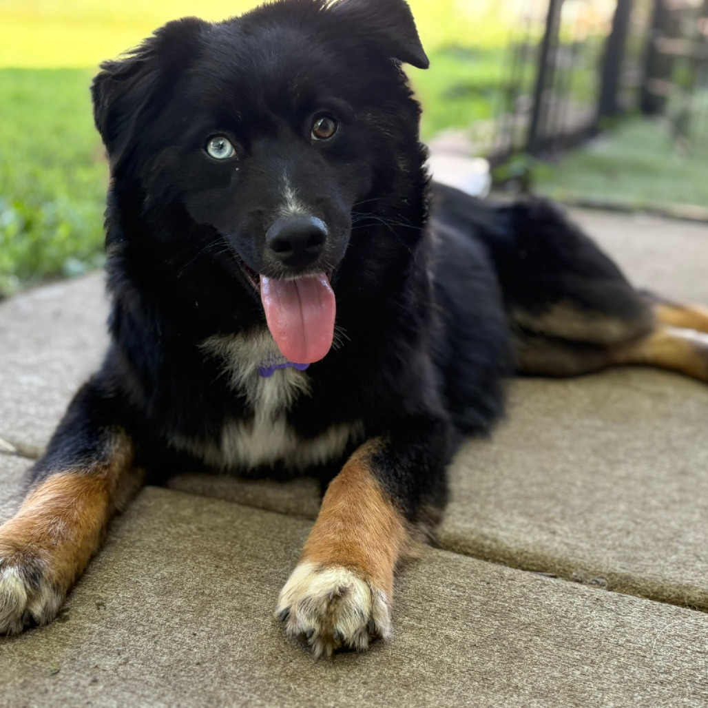 Eenie, an adoptable Australian Shepherd, Australian Cattle Dog / Blue Heeler in Ada, MN, 56510 | Photo Image 1