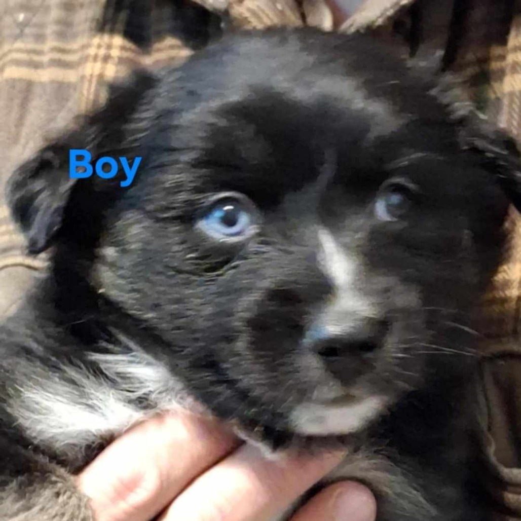 Eenie