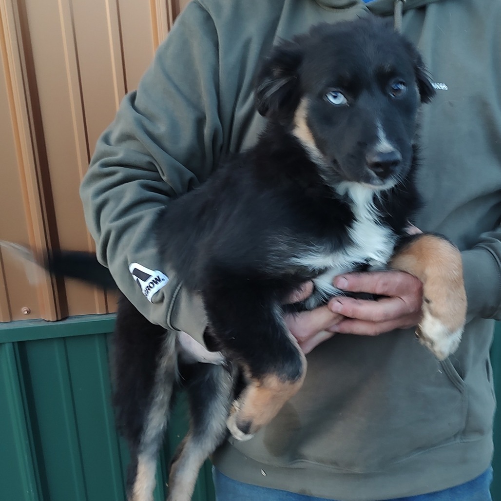 Eenie, an adoptable Australian Shepherd, Australian Cattle Dog / Blue Heeler in Ada, MN, 56510 | Photo Image 3