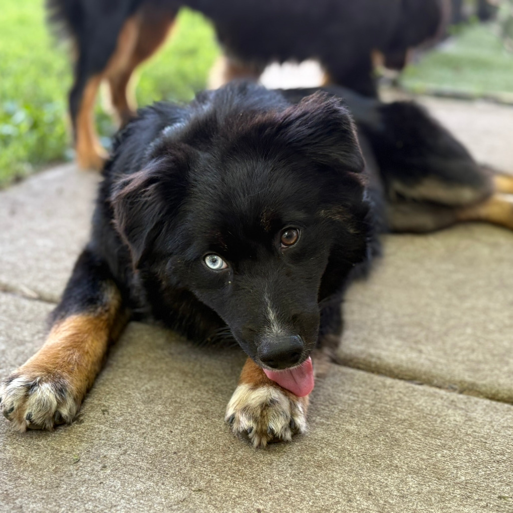 Eenie, an adoptable Australian Shepherd, Australian Cattle Dog / Blue Heeler in Ada, MN, 56510 | Photo Image 4