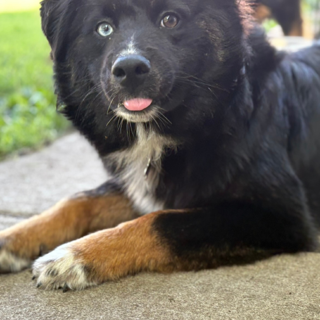 Eenie, an adoptable Australian Shepherd, Australian Cattle Dog / Blue Heeler in Ada, MN, 56510 | Photo Image 6