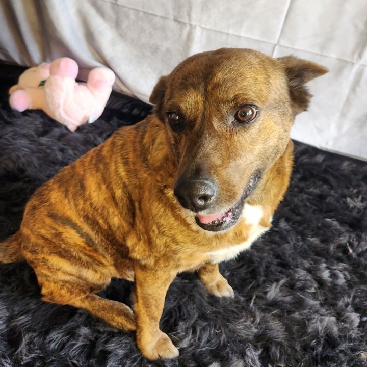 Vanilla aka Penny PS 10