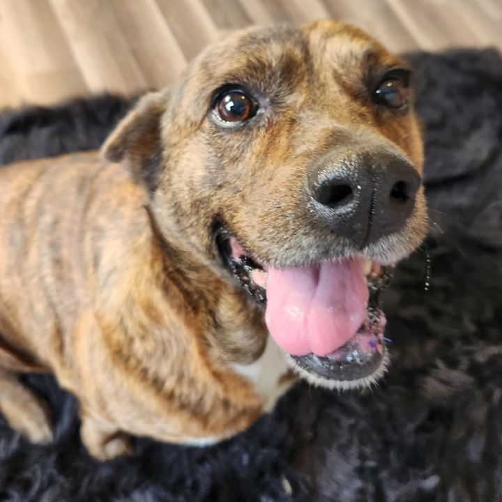 Vanilla aka Penny PS 12