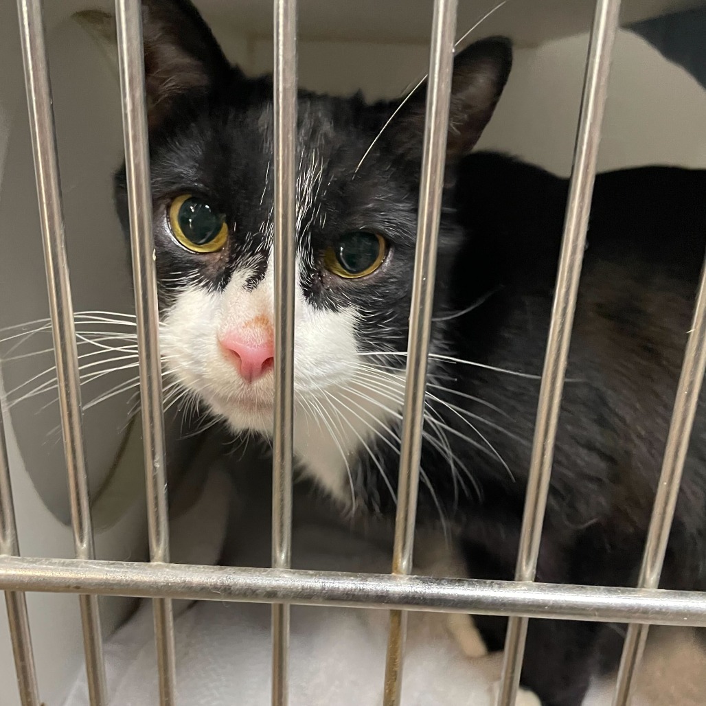 Gary, an adoptable Domestic Short Hair in Las Vegas, NV, 89146 | Photo Image 1