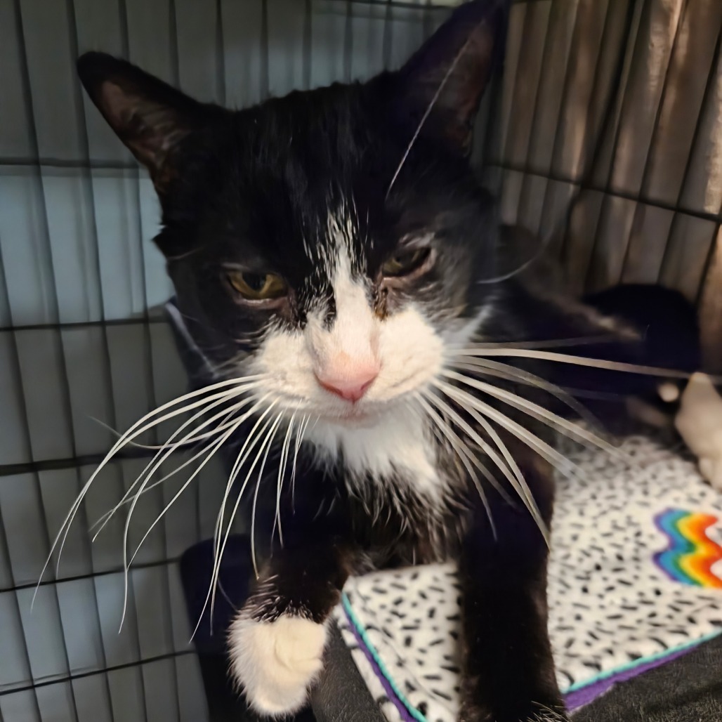 Gary, an adoptable Domestic Short Hair in Las Vegas, NV, 89146 | Photo Image 2