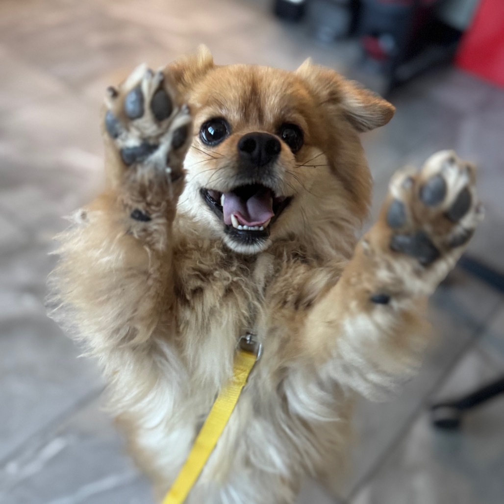 Chewie