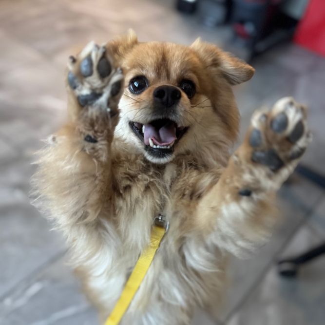 Chewie