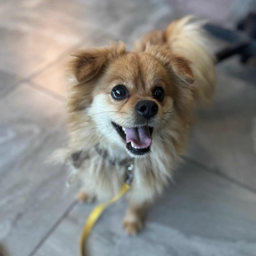 Chewie