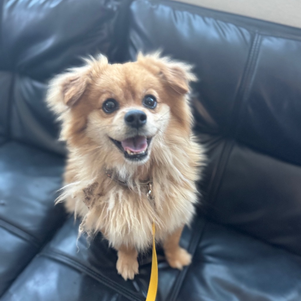 Chewie