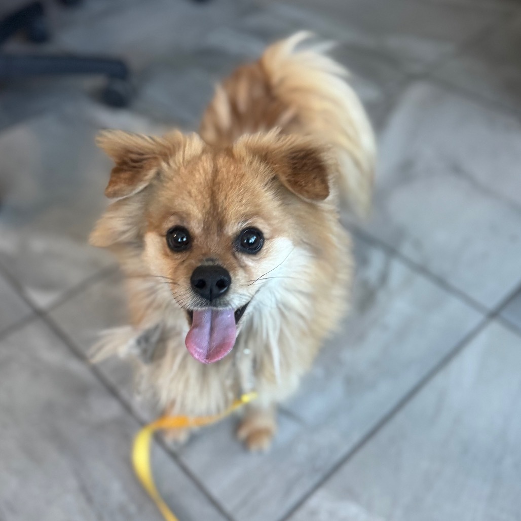 Chewie