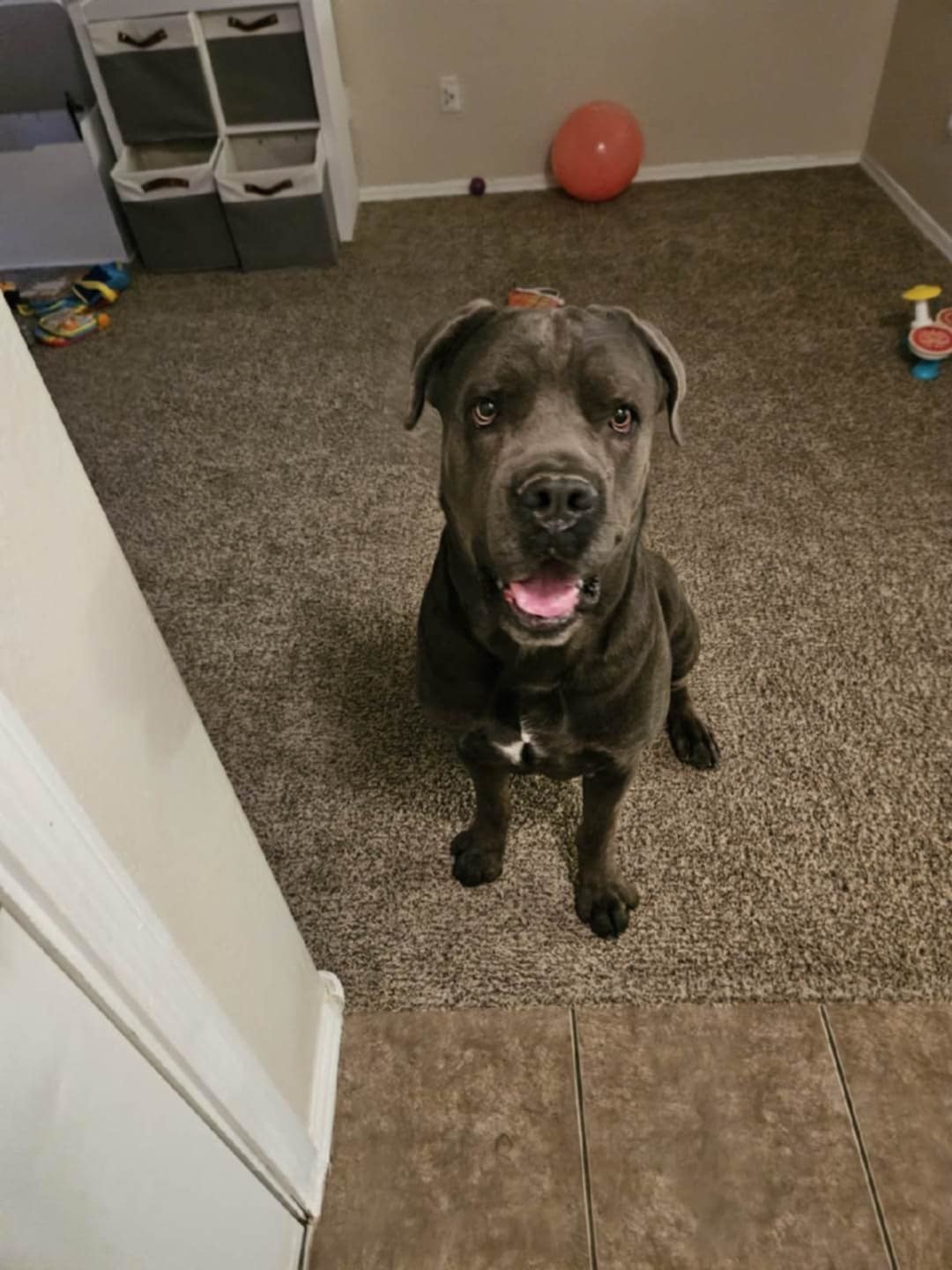 Gunner (Courtesy post)