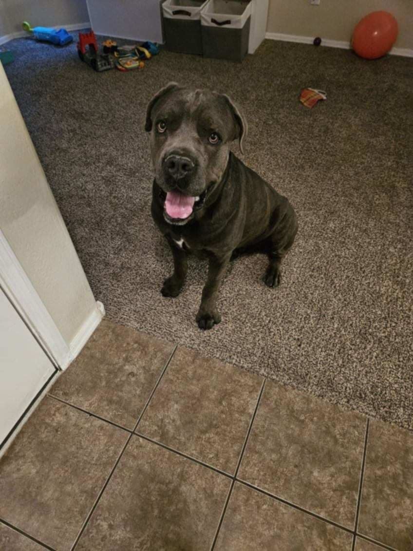 Gunner (Courtesy post)