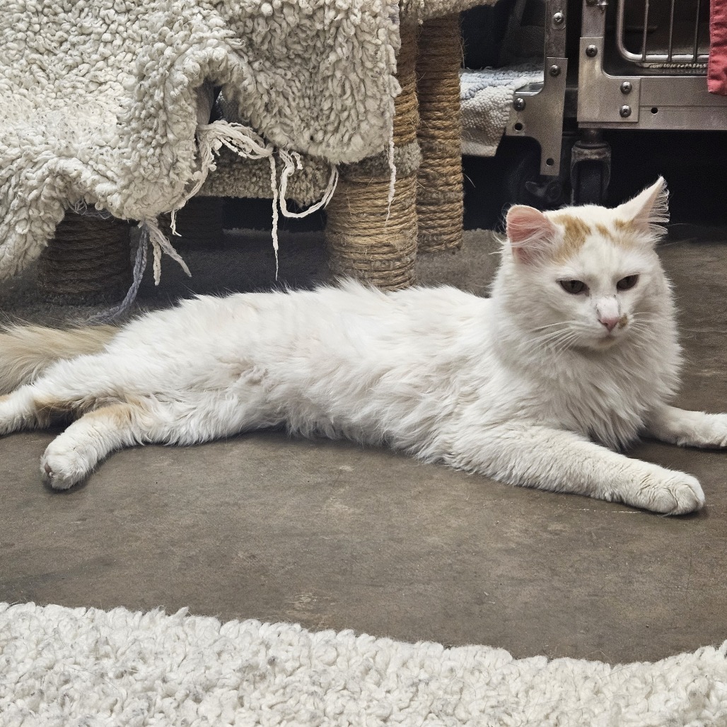 Olaf- Lovey sweetheart! Adopt $75, an adoptable Domestic Medium Hair in Flagstaff, AZ, 86004 | Photo Image 3