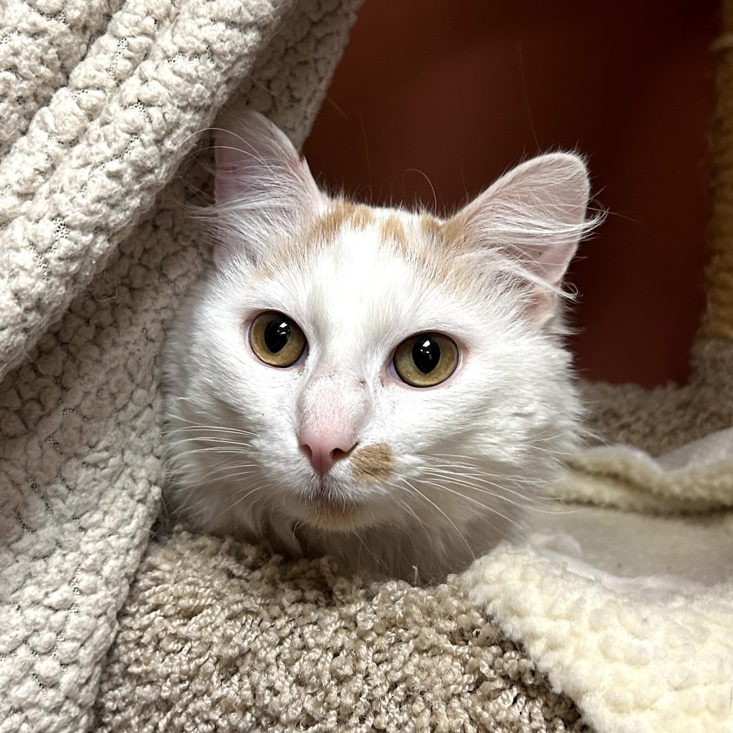 Olaf- Lovey sweetheart! Adopt $75, an adoptable Domestic Medium Hair in Flagstaff, AZ, 86004 | Photo Image 4