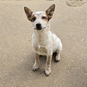 He is very friendly He is great with kids My kids range from 2-15 and he loves them all He