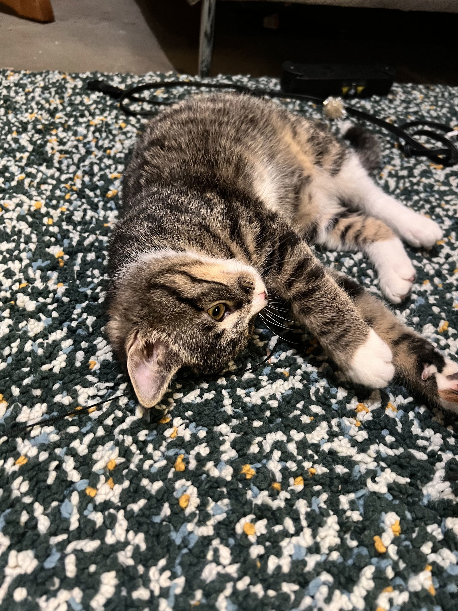 Ozzie