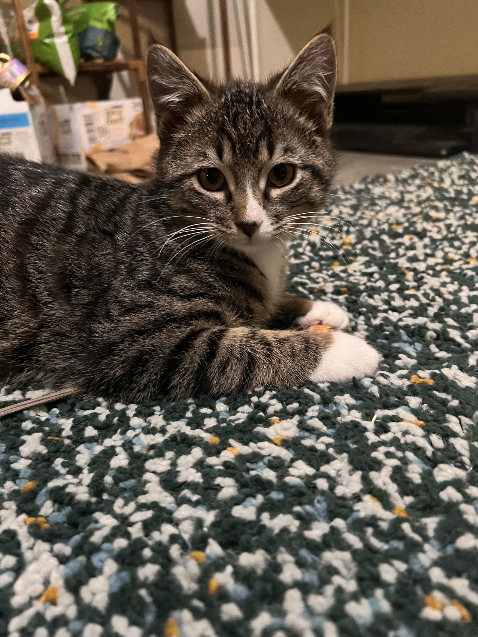 Ozzie