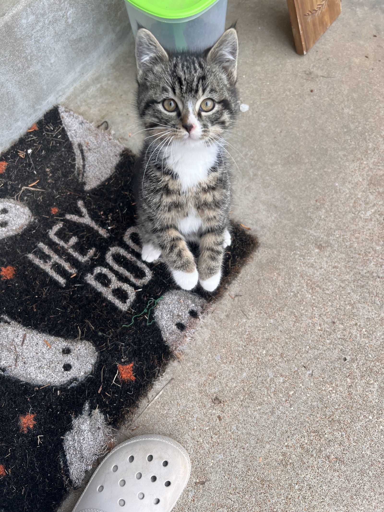 Ozzie