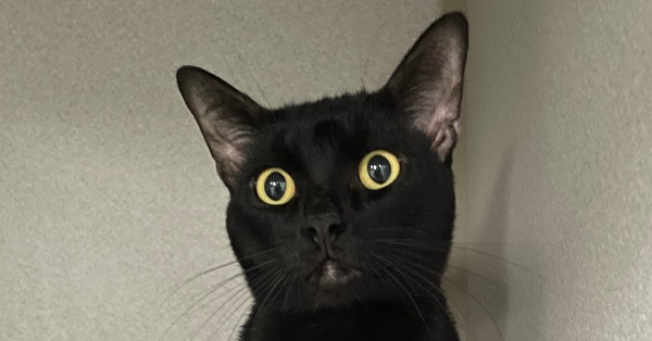 Coal