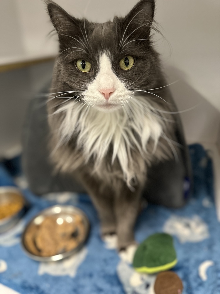 Alberta Einstein, an adoptable Domestic Medium Hair in Trenton, ME, 04605 | Photo Image 1