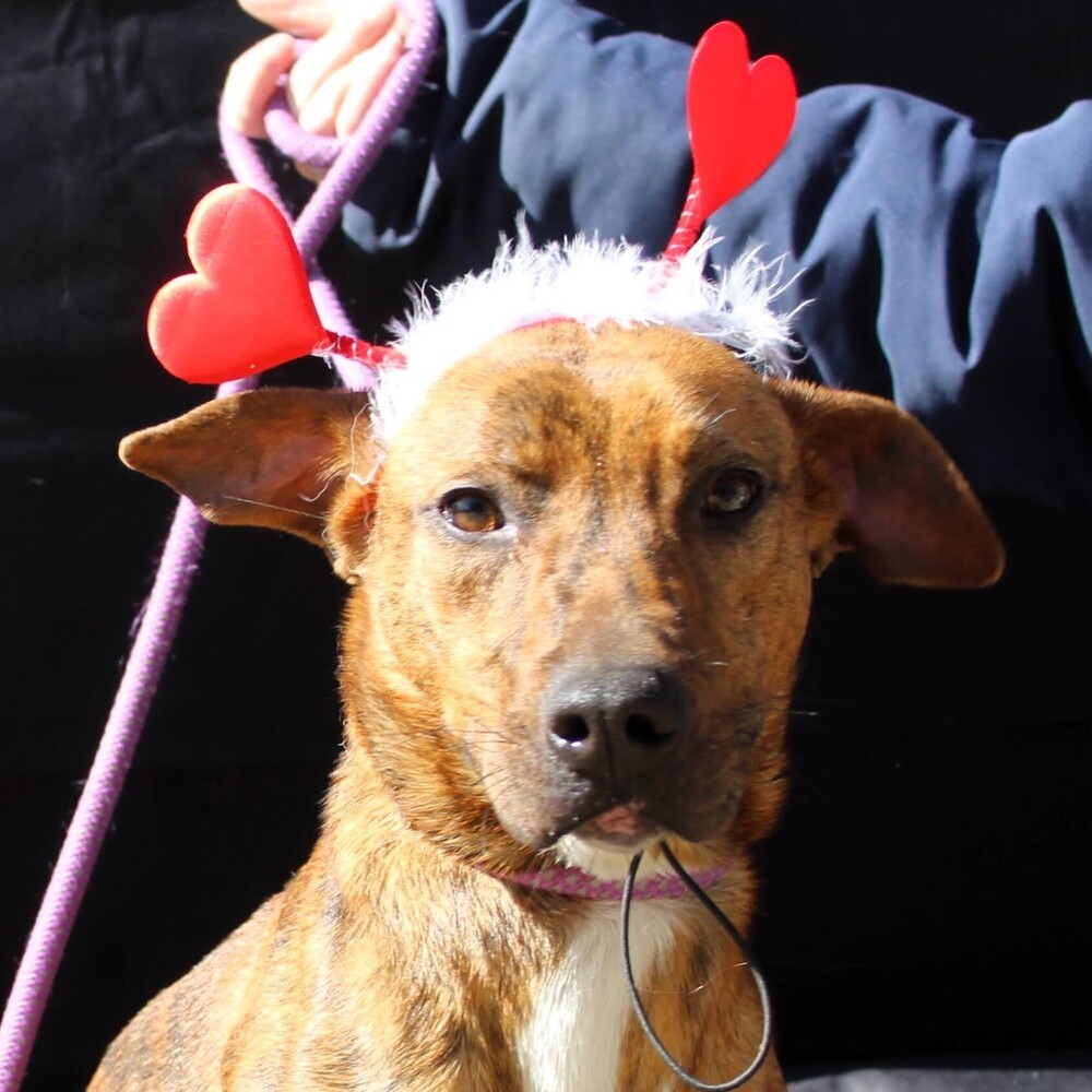 TAZ, an adoptable Terrier, Labrador Retriever in Langley, BC, V2Y 3K1 | Photo Image 1