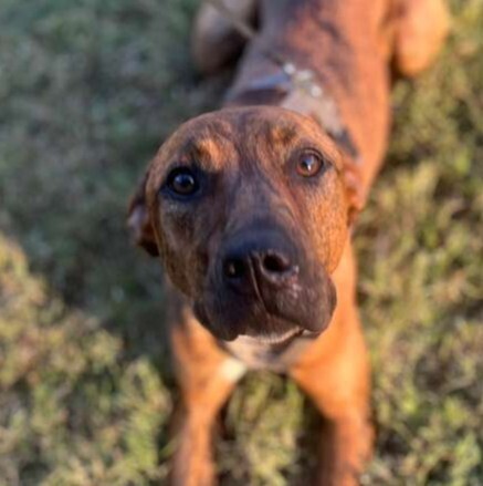 TAZ, an adoptable Terrier, Labrador Retriever in Langley, BC, V2Y 3K1 | Photo Image 1