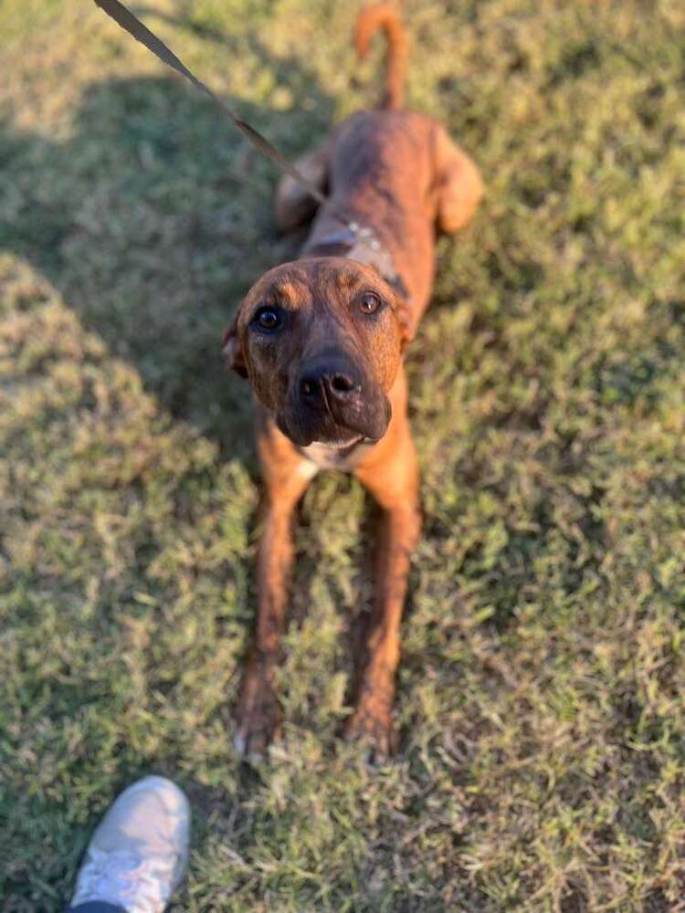 TAZ, an adoptable Terrier, Labrador Retriever in Langley, BC, V2Y 3K1 | Photo Image 2