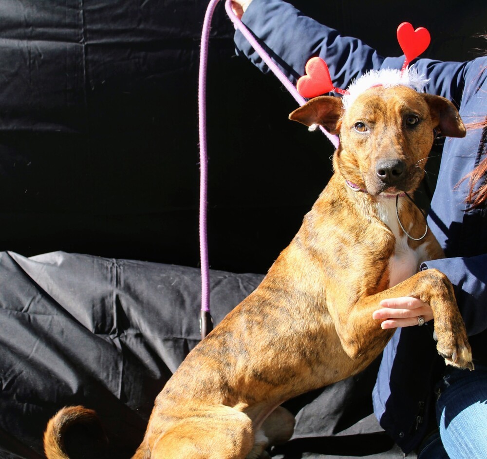 TAZ, an adoptable Terrier, Labrador Retriever in Langley, BC, V2Y 3K1 | Photo Image 3