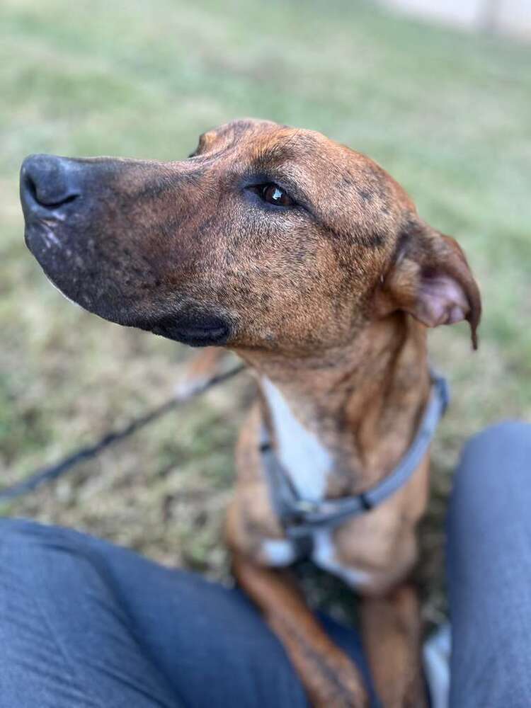 TAZ, an adoptable Terrier, Labrador Retriever in Langley, BC, V2Y 3K1 | Photo Image 3
