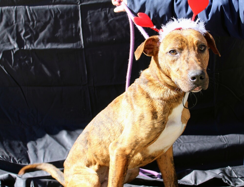TAZ, an adoptable Terrier, Labrador Retriever in Langley, BC, V2Y 3K1 | Photo Image 4