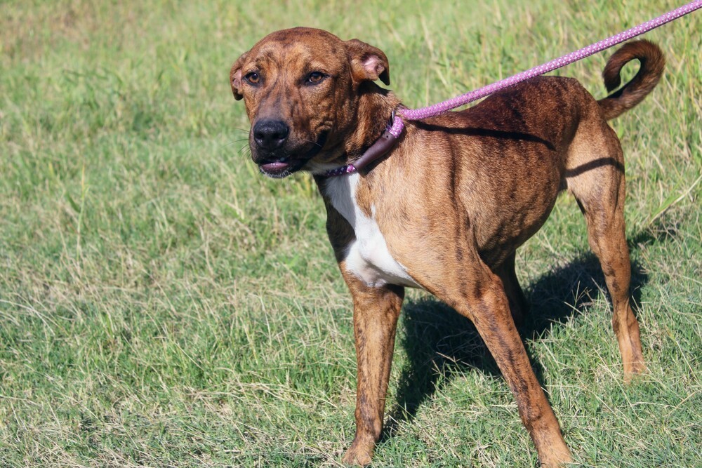 TAZ, an adoptable Terrier, Labrador Retriever in Langley, BC, V2Y 3K1 | Photo Image 4