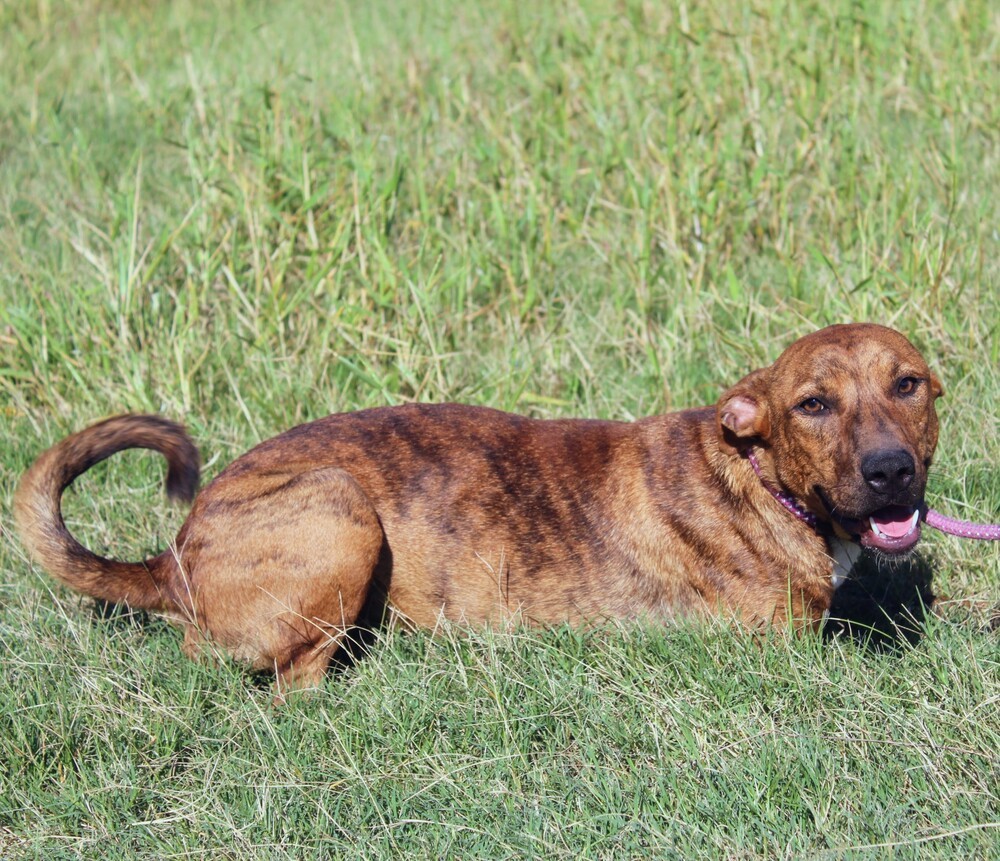 TAZ, an adoptable Terrier, Labrador Retriever in Langley, BC, V2Y 3K1 | Photo Image 6
