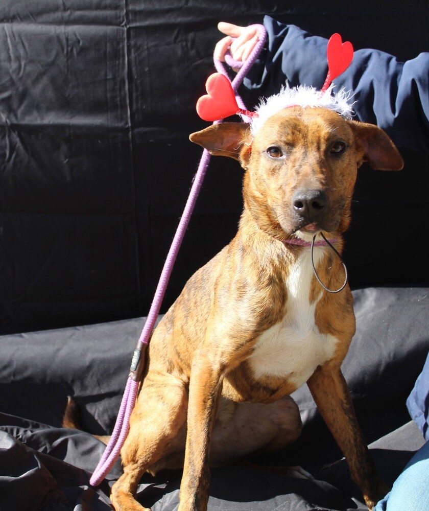 TAZ, an adoptable Terrier, Labrador Retriever in Langley, BC, V2Y 3K1 | Photo Image 6
