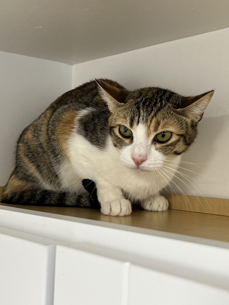 Twiggy, an adoptable Domestic Short Hair, Calico in Oakdale, CA, 95361 | Photo Image 1