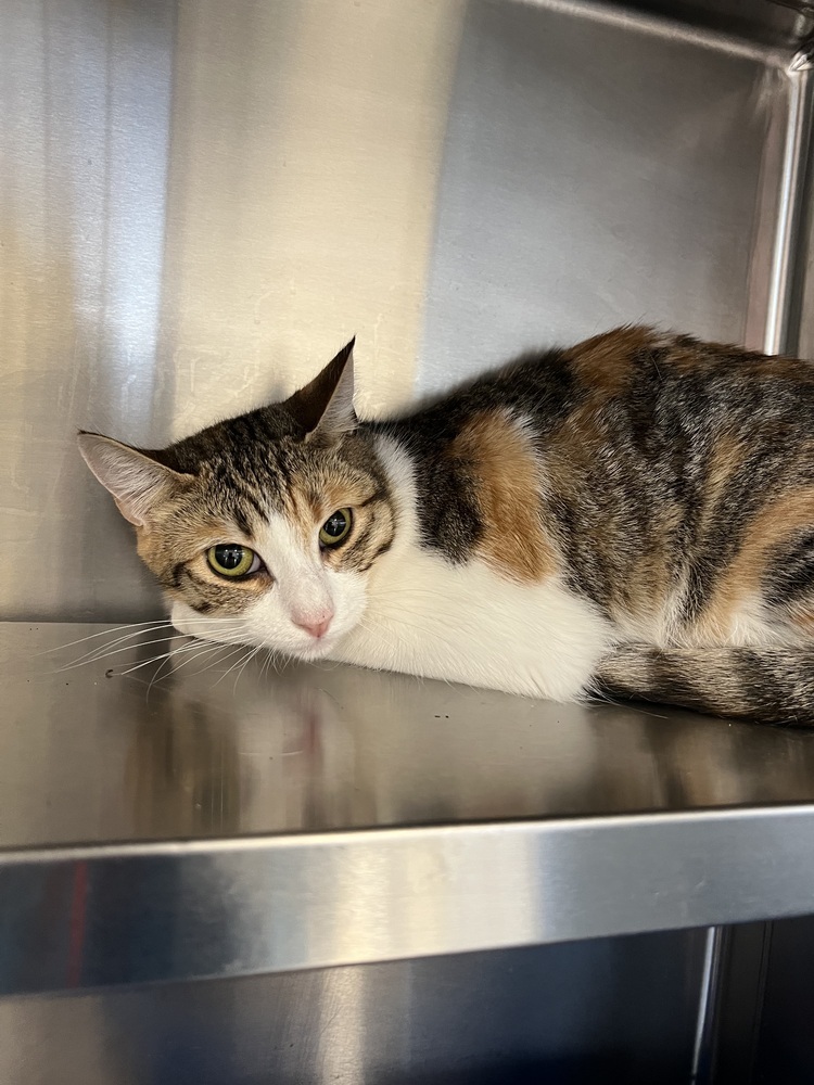 Twiggy, an adoptable Domestic Short Hair, Calico in Oakdale, CA, 95361 | Photo Image 3