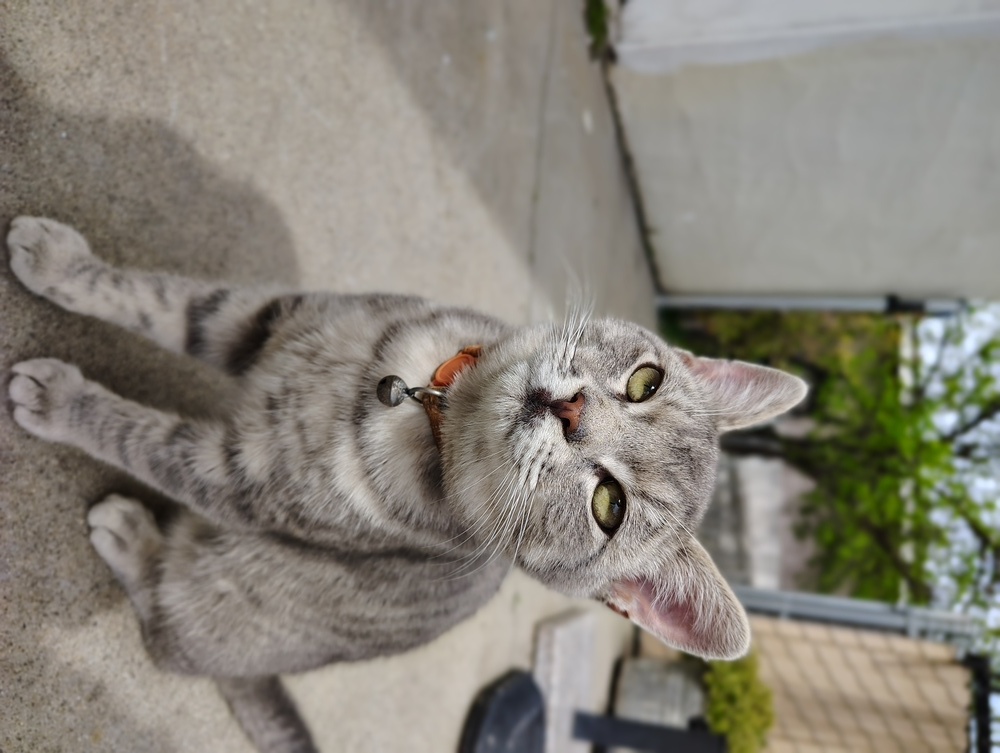 Tiberius, an adoptable Domestic Short Hair in Oakdale, CA, 95361 | Photo Image 1