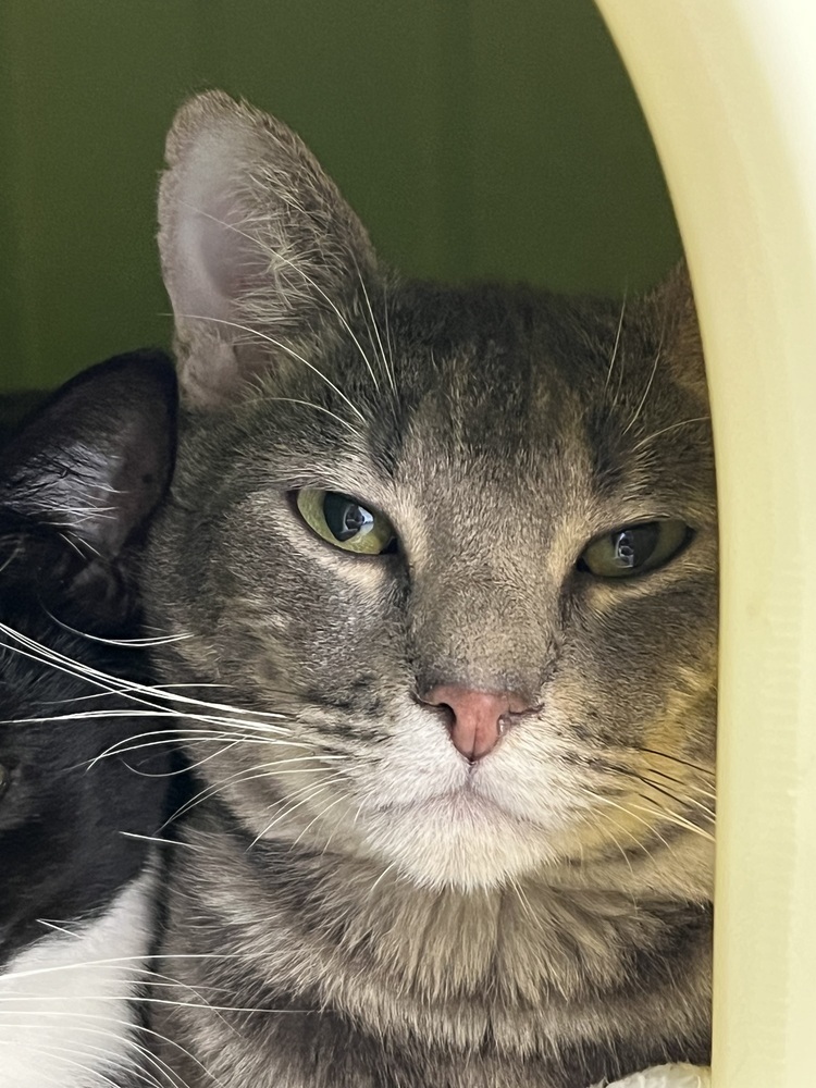 Raines, an adoptable Domestic Short Hair, Tabby in Oakdale, CA, 95361 | Photo Image 1