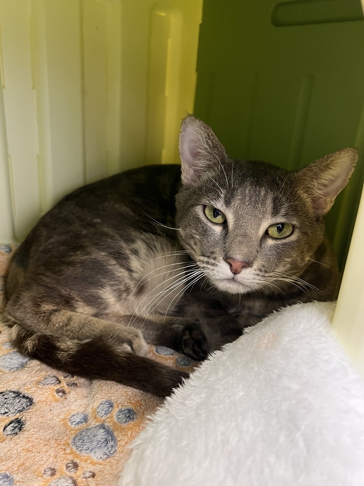 Raines, an adoptable Domestic Short Hair, Tabby in Oakdale, CA, 95361 | Photo Image 2