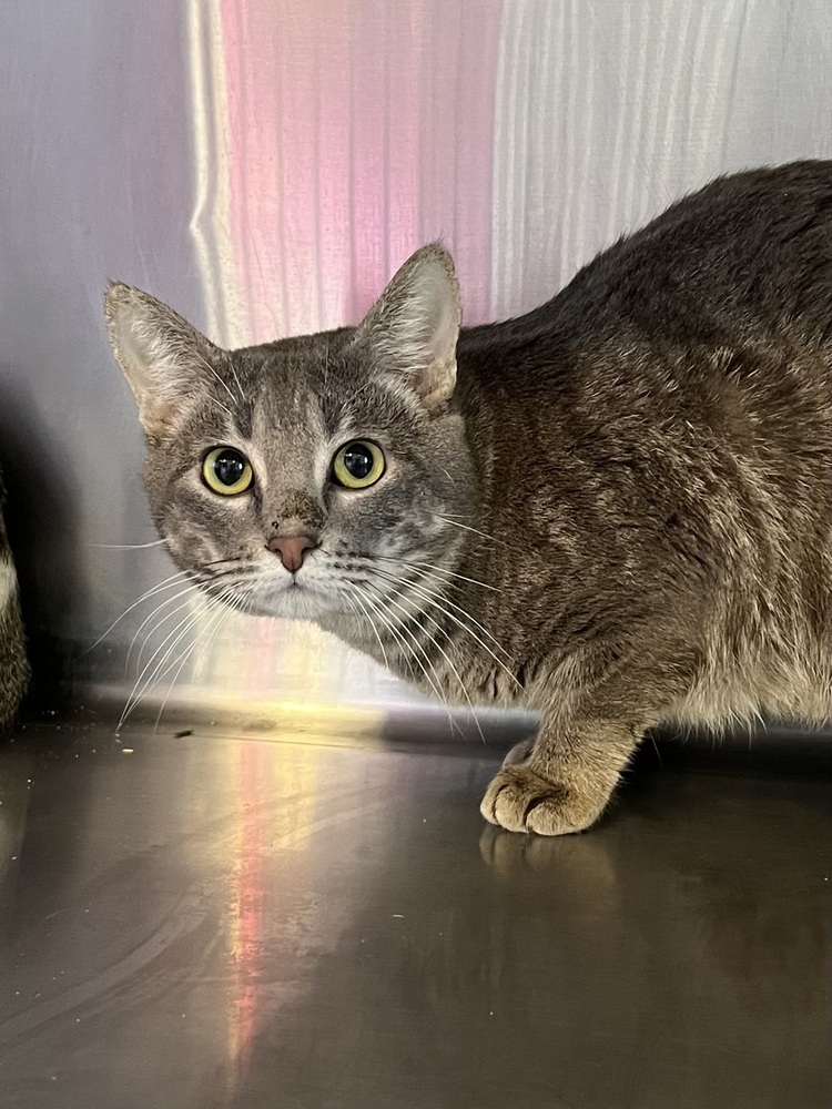 Raines, an adoptable Domestic Short Hair, Tabby in Oakdale, CA, 95361 | Photo Image 3