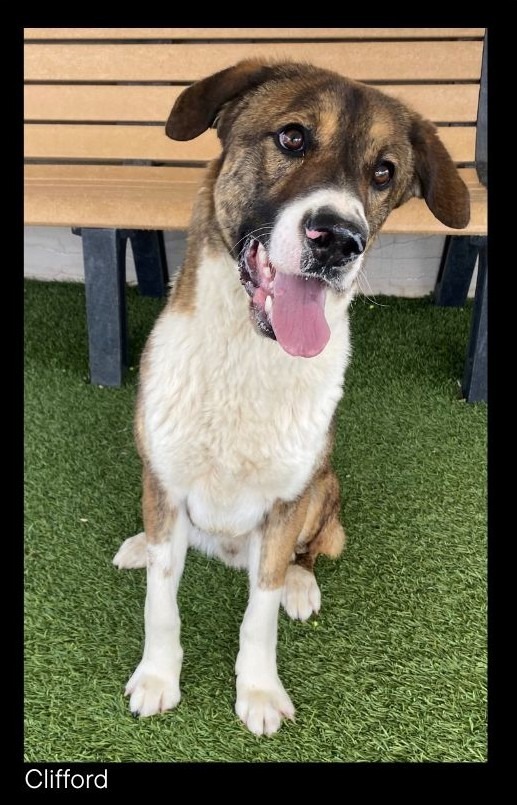 Clifford, an adoptable Anatolian Shepherd, Mixed Breed in Chino Valley, AZ, 86323 | Photo Image 1
