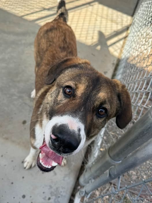 Clifford, an adoptable Anatolian Shepherd, Mixed Breed in Chino Valley, AZ, 86323 | Photo Image 2