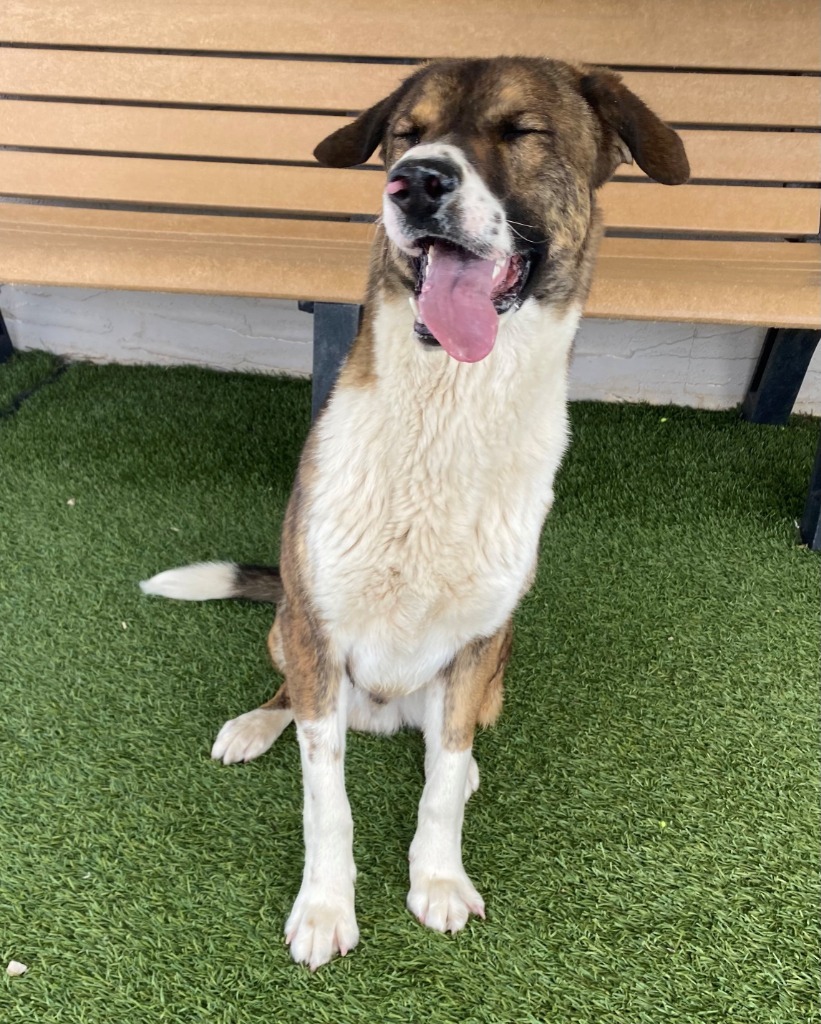 Clifford, an adoptable Anatolian Shepherd, Mixed Breed in Chino Valley, AZ, 86323 | Photo Image 3
