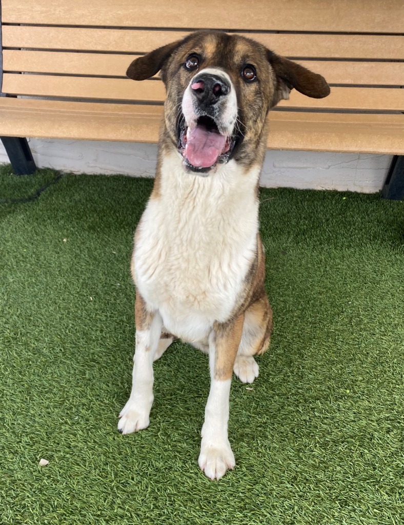 Clifford, an adoptable Anatolian Shepherd, Mixed Breed in Chino Valley, AZ, 86323 | Photo Image 4